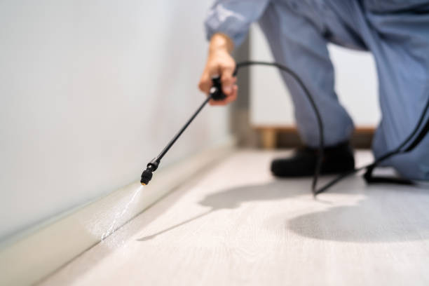 Best Termite Control Services  in Mount Olive, IL
