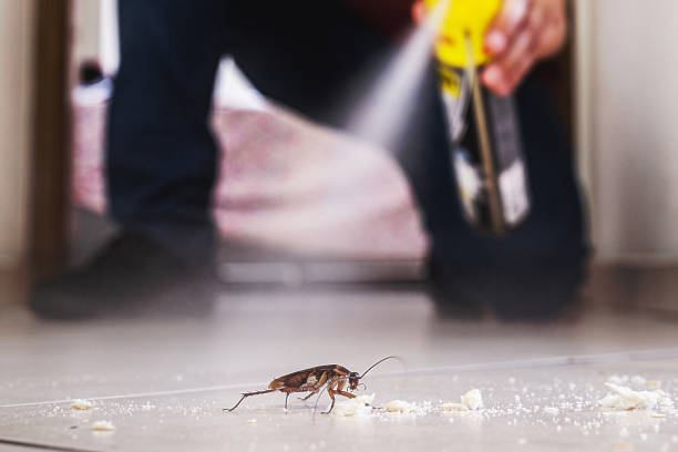 Best Affordable Pest Control Services  in Mount Olive, IL
